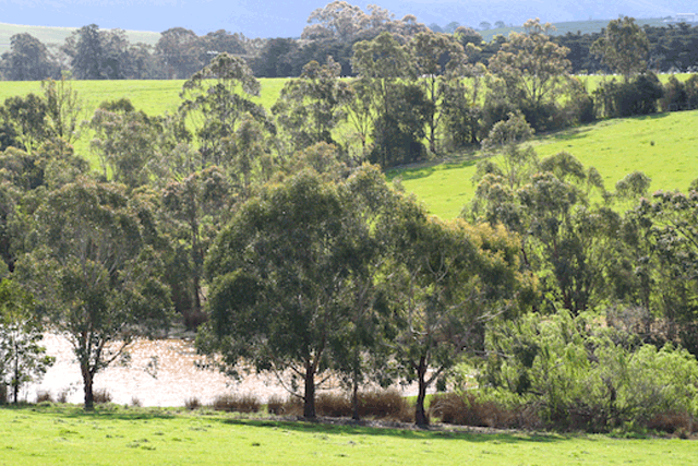 Australian pastoral landscape — gum trees and rolling green hills, reflecting the works of creation.